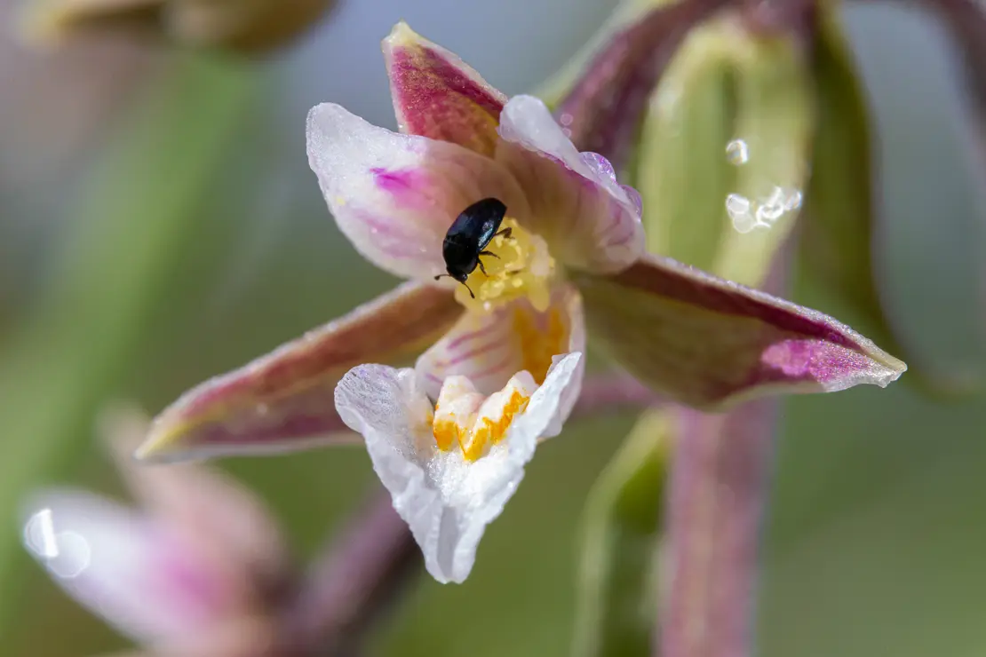 Sumpf-Stendelwurz (Epipactis palustris)